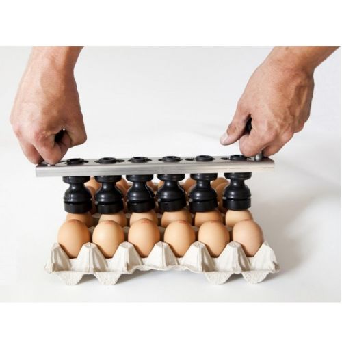Dateur pour œufs de poule
